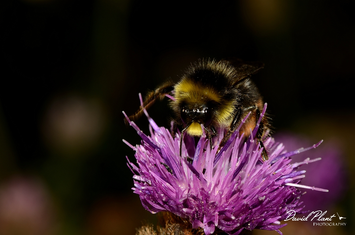 David Plant Photography - Wildlife Photography - Red-tailed bumblebee, Bombus lapidarius - B.jpg - Red-tailed bumblebee, Bombus lapidarius, male - Cotswolds